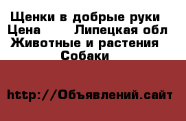 Щенки в добрые руки › Цена ­ 1 - Липецкая обл. Животные и растения » Собаки   